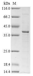 SDS-PAGE