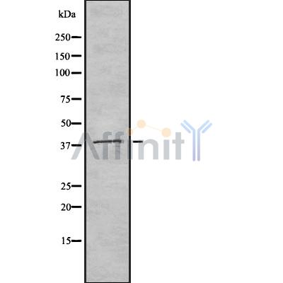 Валидация Affinity DF8189 - 20026