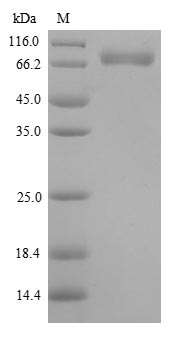 SDS-PAGE
