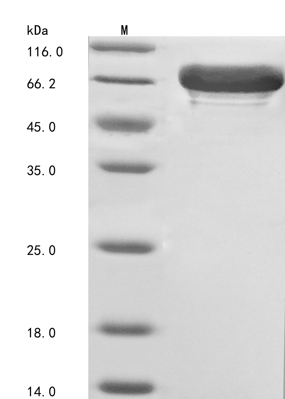 SDS-PAGE