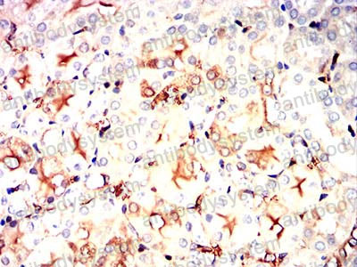 Валидация AntibodySystem RHD71002 (1744)