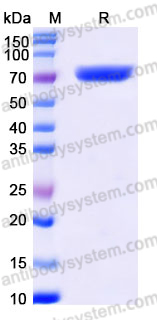 AHJ70105, SDS-PAGE