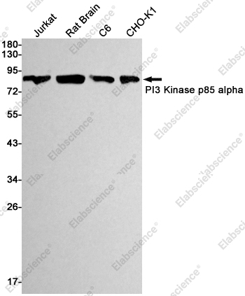 Вестерн-блоттинг, PI3 Kinase p85 alpha, клетки Jurkat, C6, CHO-K1