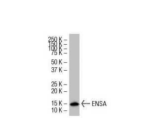 Валидация AssayVector ARM1773(2212)
