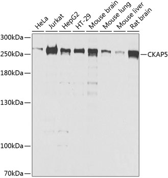 Валидация Elabscience E-AB-63010