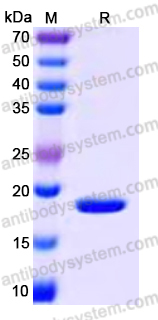 YHF46902, SDS-PAGE