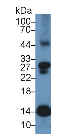 17694