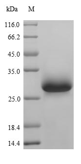 SDS-PAGE
