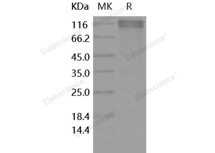 Валидация Elabscience PKSH031762(2397)