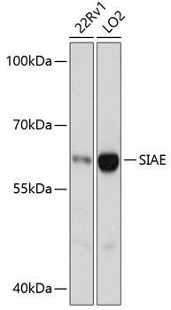 Валидация Elabscience E-AB-66028