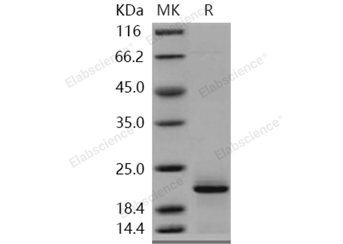 Валидация Elabscience PKSH030970(1786)