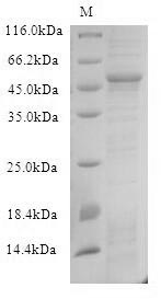 SDS-PAGE