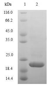 SDS-PAGE
