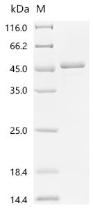 SDS-PAGE
