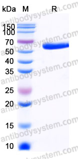 EHD90501, SDS-PAGE
