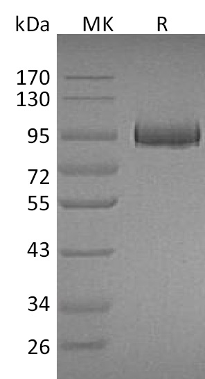 Валидация Elabscience PKSM041302(5198)