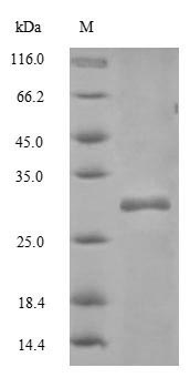 SDS-PAGE