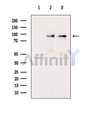 Валидация Affinity DF14584 - 10591