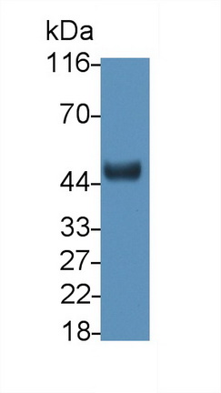 10411