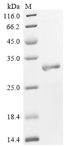 SDS-PAGE