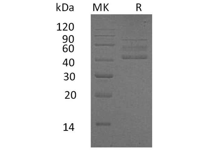 Валидация Elabscience PKSH033412(3737)