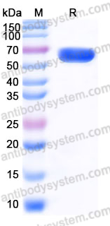 EHJ58501, SDS-PAGE