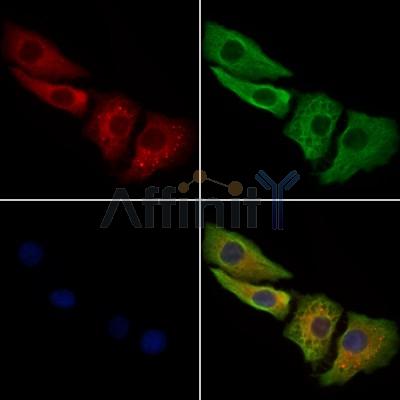 Валидация Affinity DF9954 - 22969