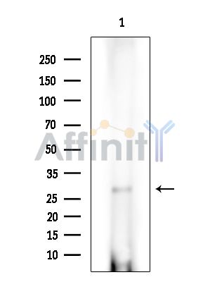 Валидация Affinity DF4134 - 15433