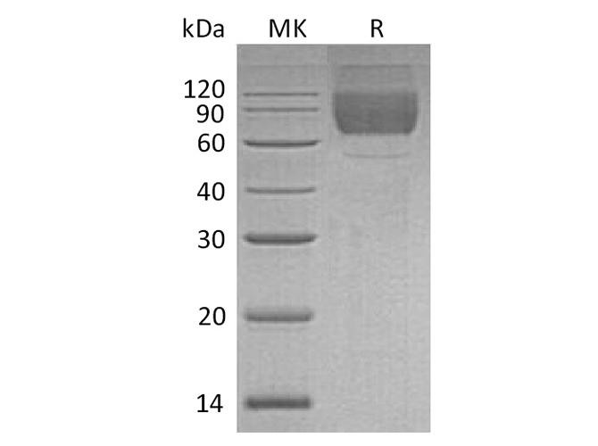 Валидация Elabscience PKSH033537(3837)