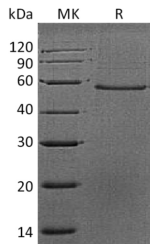 Валидация Elabscience PKSM041343(5237)