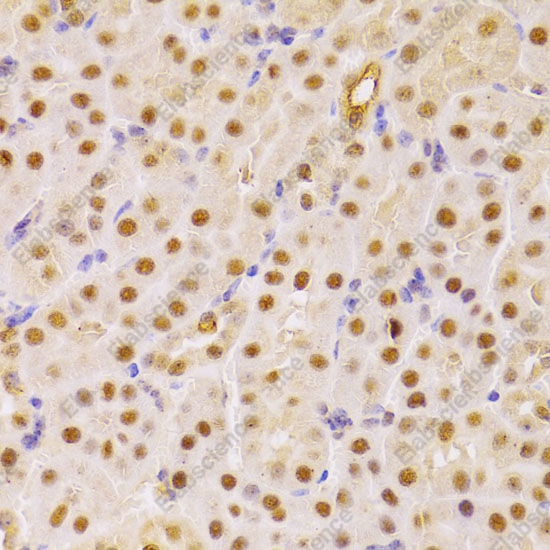 Иммуногистохимия, CDC25A, ткань почки мыши