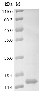 SDS-PAGE