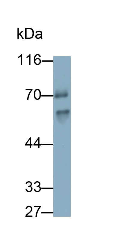 28406