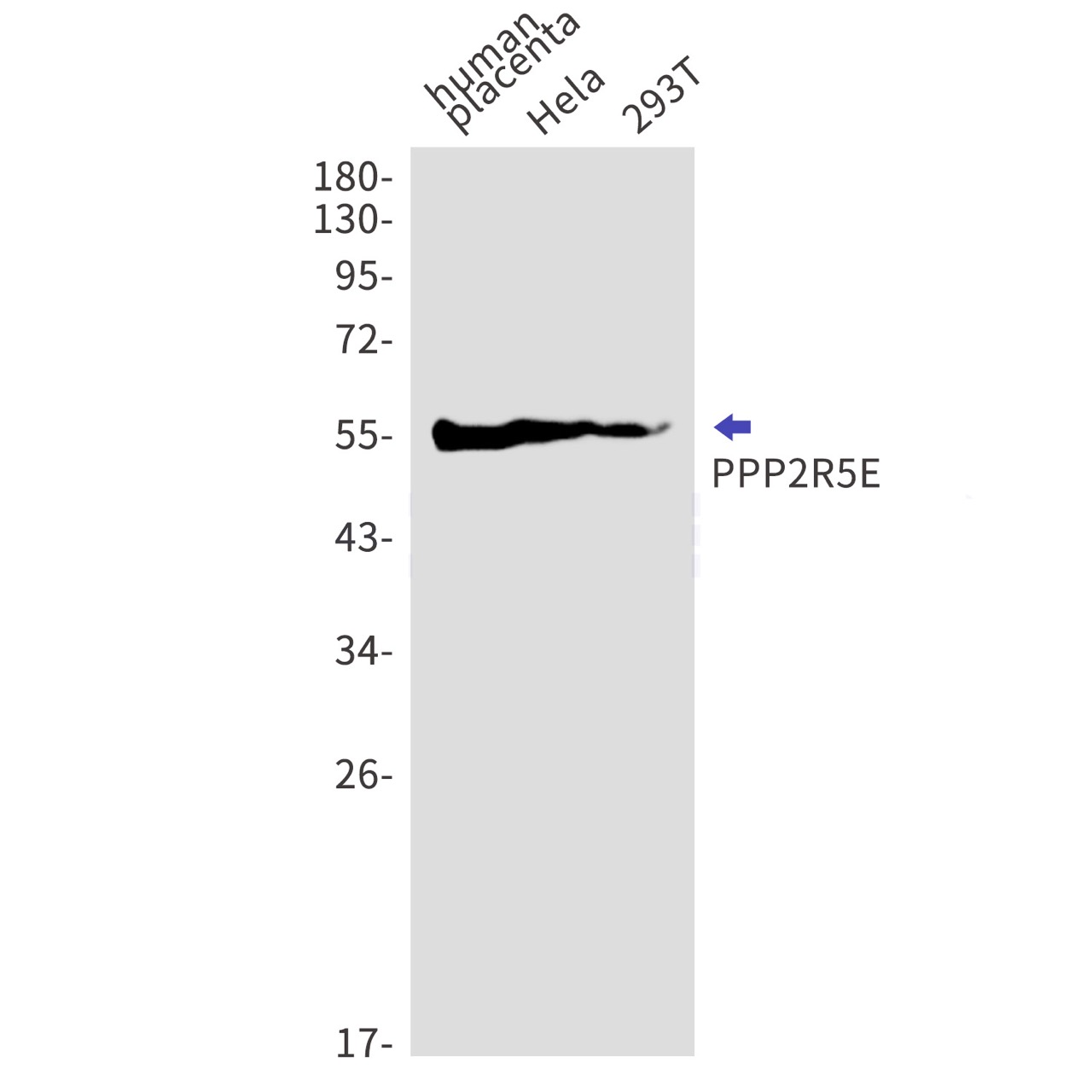 Валидация WB - AssayVector ARM1955 (957)