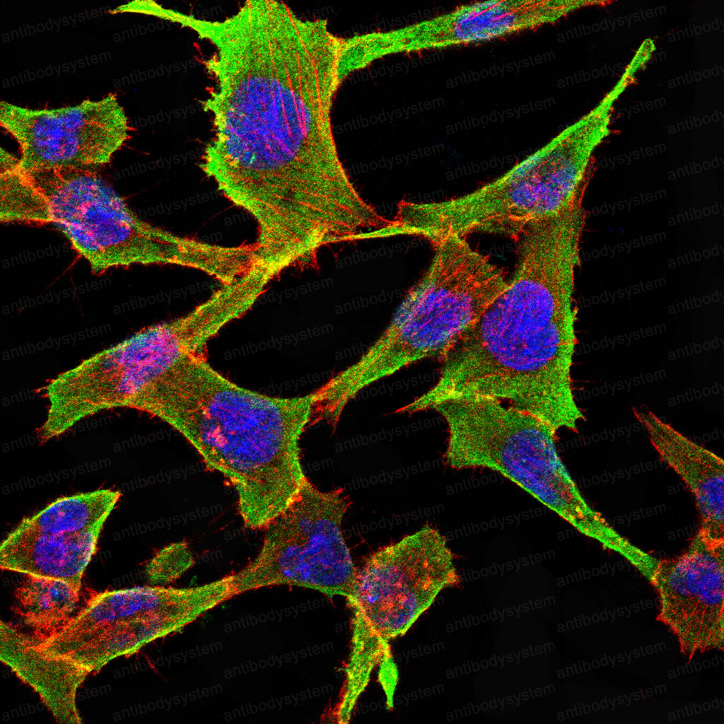 Валидация IF - AntibodySystem RHD79503 (723)