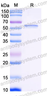 EHE54201, SDS-PAGE