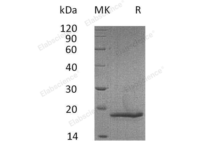 Валидация Elabscience PKSM040987(4924)