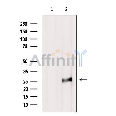 Валидация Affinity DF6506 - 17910