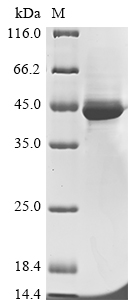SDS-PAGE
