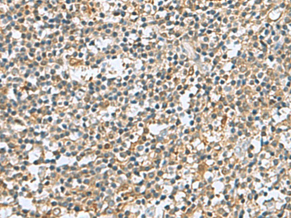 Валидация Elabscience E-AB-19145