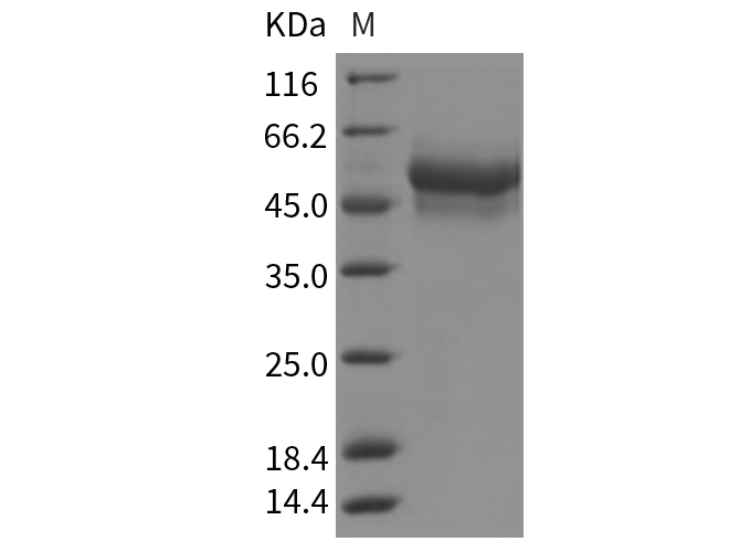 Валидация Elabscience PKSR030201(5562)