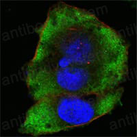 Валидация IF - AntibodySystem RHD18701