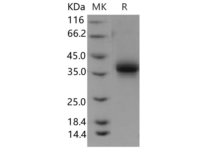 Валидация Elabscience PKSH030657(1536)