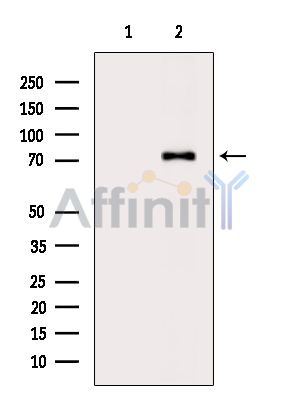 Валидация Affinity DF4550 - 16137
