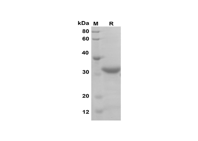 Валидация Elabscience PDEM100178(527)