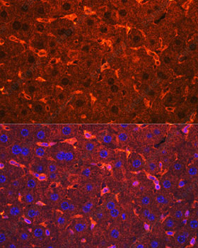 Иммунофлуоресценция, Ceruloplasmin, ткань печени мыши