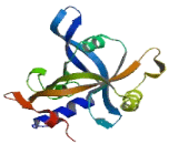 Cellular Repressor Of E1A Stimulated Genes 1 (CREG1) Cellular Repressor Of E1A Stimulated Genes 1 (CREG1)