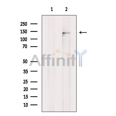 Валидация Affinity AF9099 - 4870