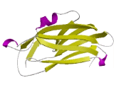Complement Component 4b (C4b)