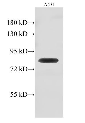 Валидация Elabscience E-AB-40181